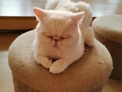 -猫腻·猫咖·撸猫馆(星光大道店)