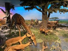 -国家自然博物馆