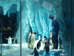 -帝企鹅自助餐厅•儿童岛•真企鹅(长隆企鹅酒店)