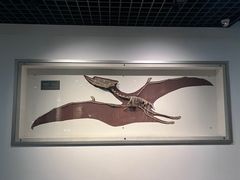 -中国地质博物馆