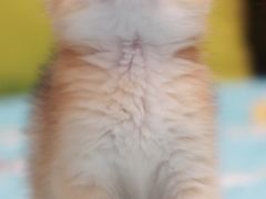 -Bastet sally猫舍购宠(静安店)