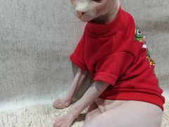 -藏猫猫咖啡主题馆(中央大道店)