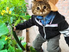 -万源龙顺度假庄园生态观光园