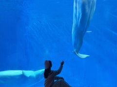 -海合安成都极地海洋公园