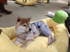 -逗柴咖啡屋·狗咖猫咖宠物桌游