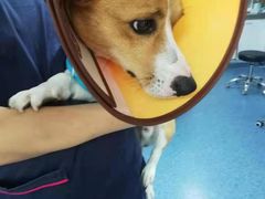 -A猫a狗全科·犬猫异宠·芥西宠物医院(南开总院)