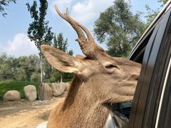 -北京野生动物园