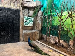 点击看大图 -宝燕乐园(闵行旗舰店)