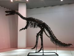 -烟台自然博物馆