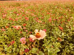 -皇粮浜湿地公园