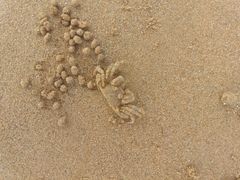 -日照海滨国家森林公园