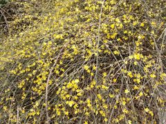 -咸阳湖景区-古渡公园