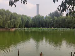 -团结湖公园