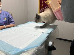 -半岛宠物医院24小时(科华中路店)
