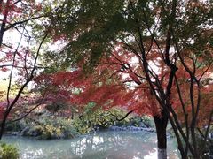 -青枫公园