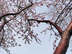 -桃花堤公园