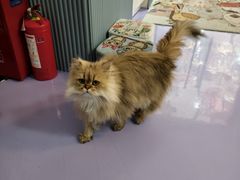 -1013 PET SHOP 宠物商店(近铁城市广场店)