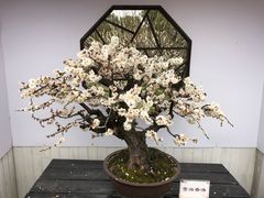 -香雪海