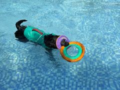 -汪说喵讲宠物乐园宠物酒店(红星美凯龙店)