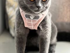 -喵zoo家庭繁育猫舍(尖东智能花园店)