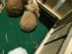 兔兔-猪啊牛呀羊啊铜盘烤肉(正大广场店)