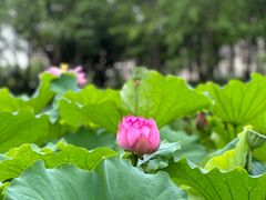 -陈家山荷花公园