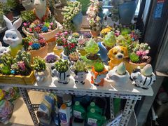 -朝来春花卉市场