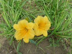 -永定河休闲森林公园