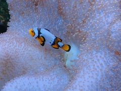 -上海海洋水族馆