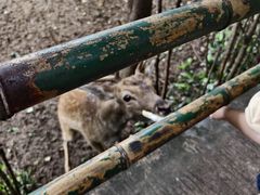 -合肥野生动物园