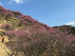 -新建村梅花