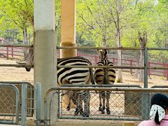 -石家庄市动物园