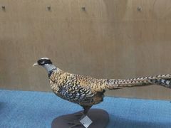 -陕西自然博物馆