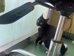 -东方动物医院·宠保定点·骨科·转诊中心(春城路·昆明站分院)