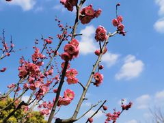 -上海共青森林公园