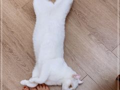 -有猫主题·治愈系猫咖(曾厝垵店)