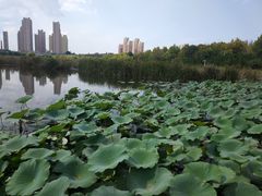 -前关湿地公园