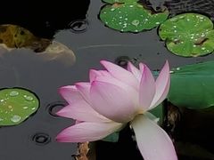 -荔湾湖公园