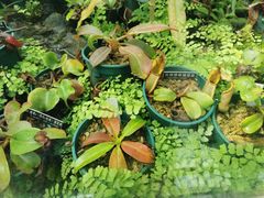 -国家植物园南园