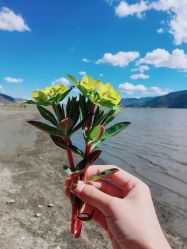 -纳帕海依拉草原