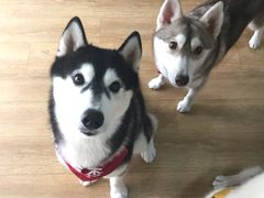 -Husky Go! 哈士奇体验馆·宠物咖啡厅狗咖
