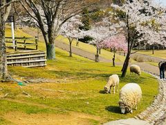 -神户市立六甲山牧场