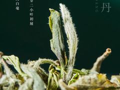 -沉瓯 福鼎白茶(洛川中路店)