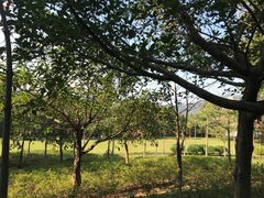 -火炉山森林公园