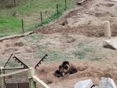 -青藏高原野生动物园