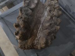 -正佳自然科学博物馆