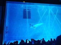 -芜湖新华联大白鲸海洋公园