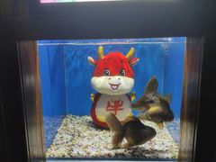 -合肥海洋世界