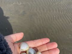 -启东黄金海滩景区