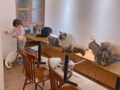 -有猫主题·治愈系猫咖(曾厝垵店)